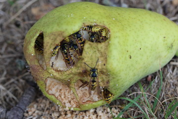V&ouml;lkersammlung der Wespen