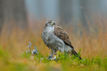 Naklejka premium Bird of prey Goshawk with killed Eurasian Magpie on the grass in green forest. Wildlife scene from the forest. Animal behavior in Europe, Slovakia.