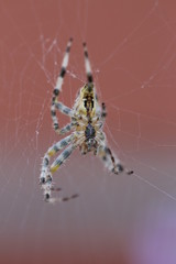 Spinne wartet auf Beute