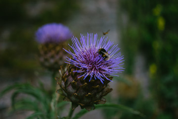Bee collecting pollen from a thistle
