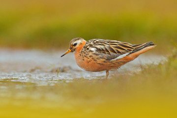 Grey Phalarope, Phalaropus fulicarius, orange and brown water bird in the grass nature habitat,...
