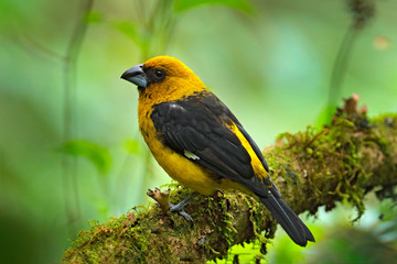 Black-thighed Grosbeak, Pheucticus tibialis, mountain forest bird in the nature habitat. Yellow and...
