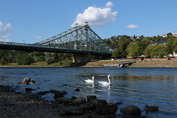 Bridge and birds