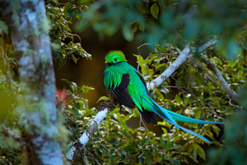 Resplendent Quetzal, Tapanti NP in Costa Rica, with green forest in background. Magnificent sacred green and red bird. Detail portrait of beautiful tropic animal. Bird with long tail.