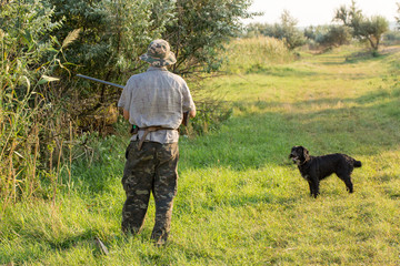 Hunter with a German trotter and spaniel, hunting a pheasant with dogs