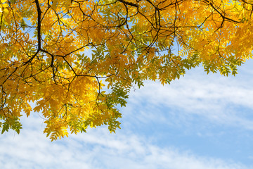Herbststimmung &ndash; Esche Baum mit gelben Herbstbl&auml;ttern vor blauen Himmel