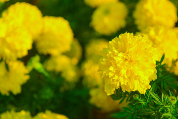Close Up Marigold flowers