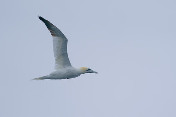 Flying seagull