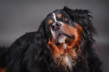Hundeblick
