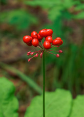  Wild ginseng with berries. A close up of the wild most famous medicinal plant ginseng (Panax...