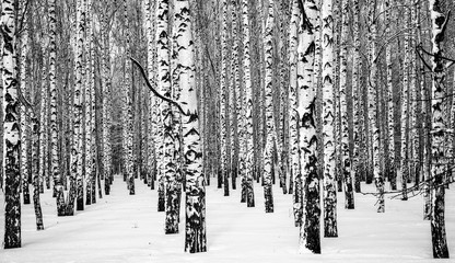 Naklejka premium Zimowe śnieżne brzozy czarno-białe