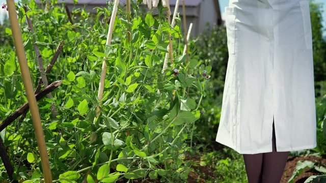 A female lab technician studies the growth of pea varieties on the experimental territory of the agrocomplex. The scientist counts the number of flowers on the plant.