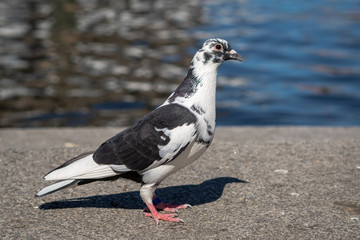 Dove on a pond