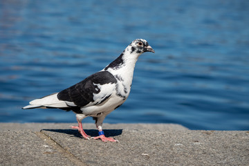 Dove on a pond