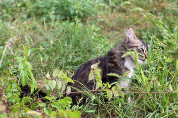 Cat. Beautiful kitten in the grass