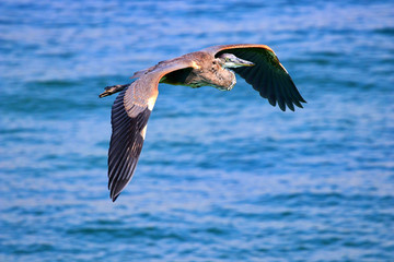 Great Blue Heron flying over ocean