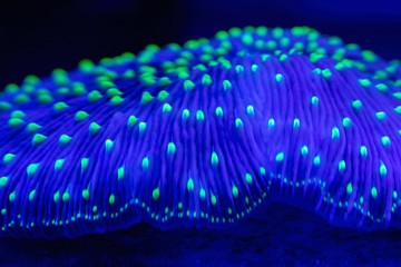 the textured abstract underwater world of microorganisms closeup