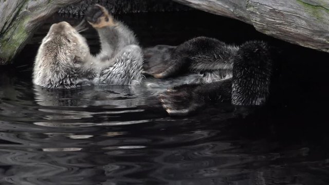 Kalan Sea otter in water