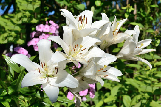Blooming white lilies in the garden