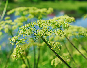 Angelica plan, umbelliferae  bloom