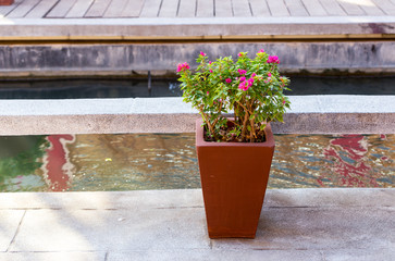 Bougainvillaea pots for gardening