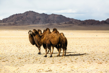 Camels in the steppes of Mongolia.