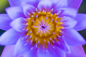 Macro purple lotus pollen