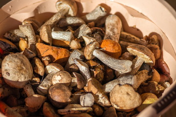 Mushrooms boletus lie in the pelvis after harvest.