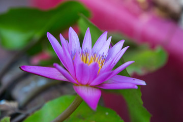 colorful blooming purple lotus