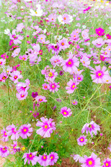 Cosmos flower garden