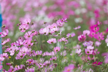 Fototapeta premium Cosmos flower garden