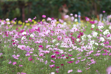 Cosmos flower garden