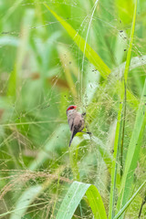 Common Waxbill, Estrilda astrid, tropical bird, african bird with a red beak
