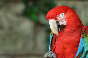 portrait of ara macao close-up © shymar27