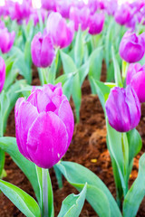 Purple tulips in spring