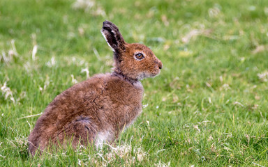 hare