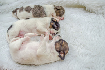 Shih Tzu puppies are sleeping on white fur.