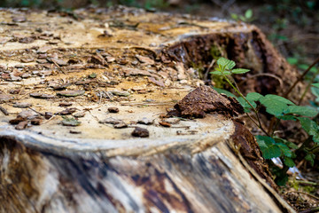 Beautiful tree trunk.