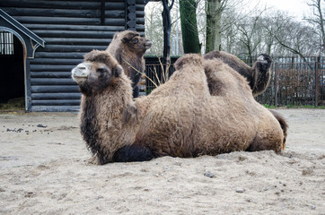 The lying camel