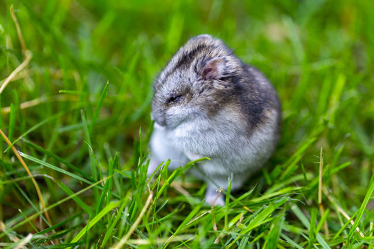 the hamster running around on the fresh grass