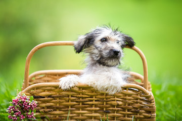 Adorable fluffy puppy in basket
