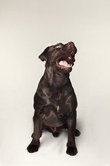 Naklejka premium Labrador retriever breed dog barks dangerously teeth and catches treats wide angle. emotions of animals and angry concept.