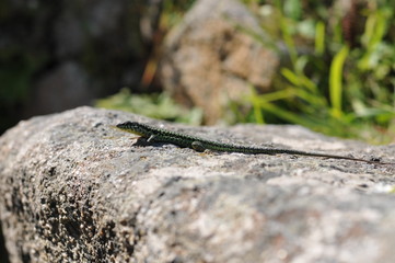 Gecko