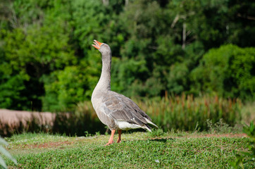 Angry goose