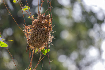 The nest of birds hanging from the branches.