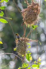 The nest of birds hanging from the branches.