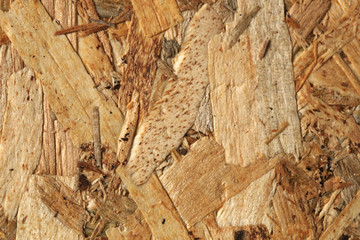 
Close up view of oriented strand board (OSB) background