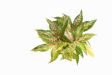 top view plants in pot isolate white background