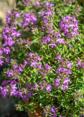 Closeup of flowering Breckland thyme plant (Thymus serpyllum) growing in a pot