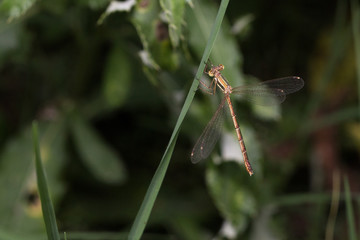 Dragonfly - Lestes barbarus, resting on the grass with spread wings.